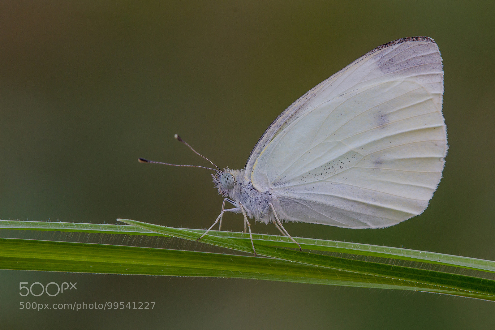 Canon EOS 60D sample photo. The large white photography