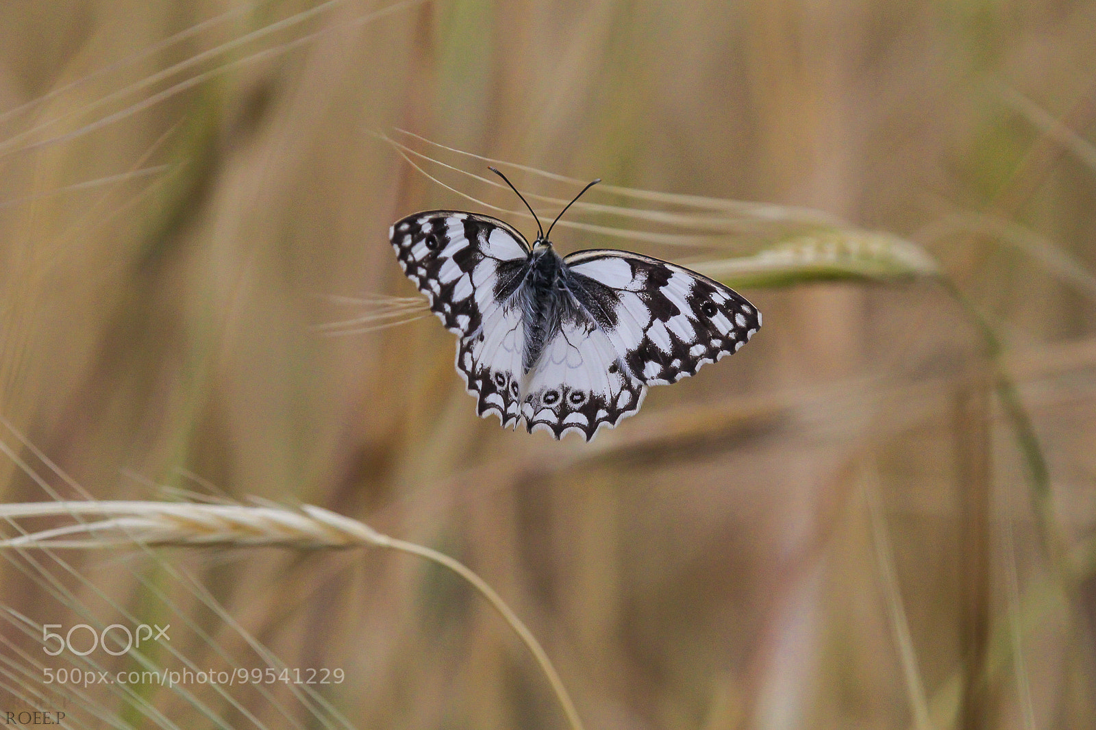 Canon EOS 60D sample photo. The levantine marbled white photography