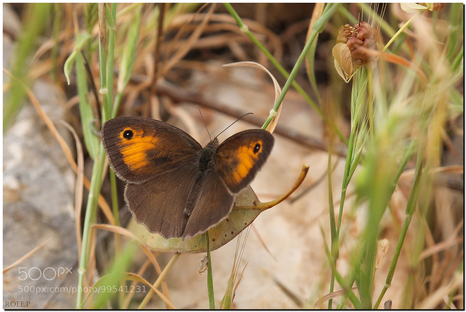Canon EOS 60D sample photo. Turkish meadow brown photography