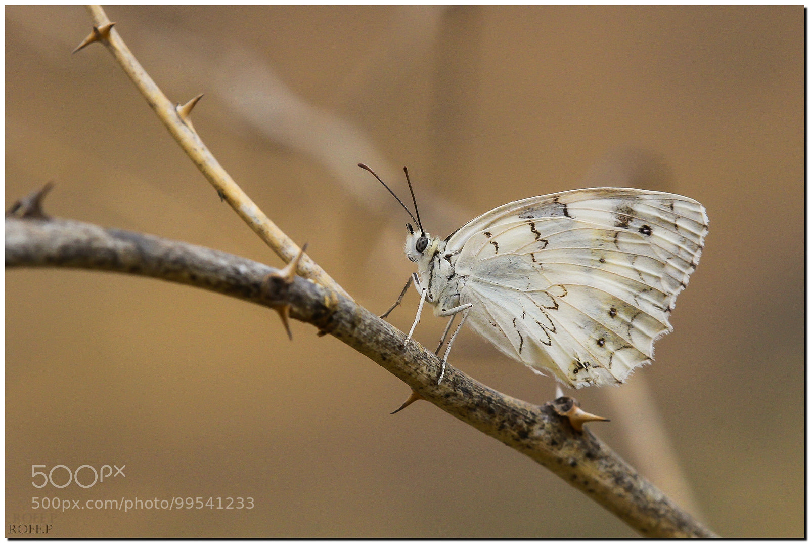 Canon EOS 60D sample photo. The levantine marbled white photography