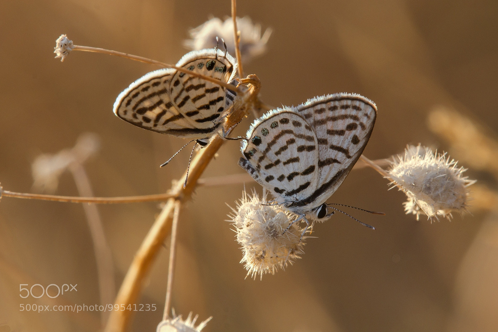 Canon EOS 60D sample photo. The mediterranean tiger blue photography