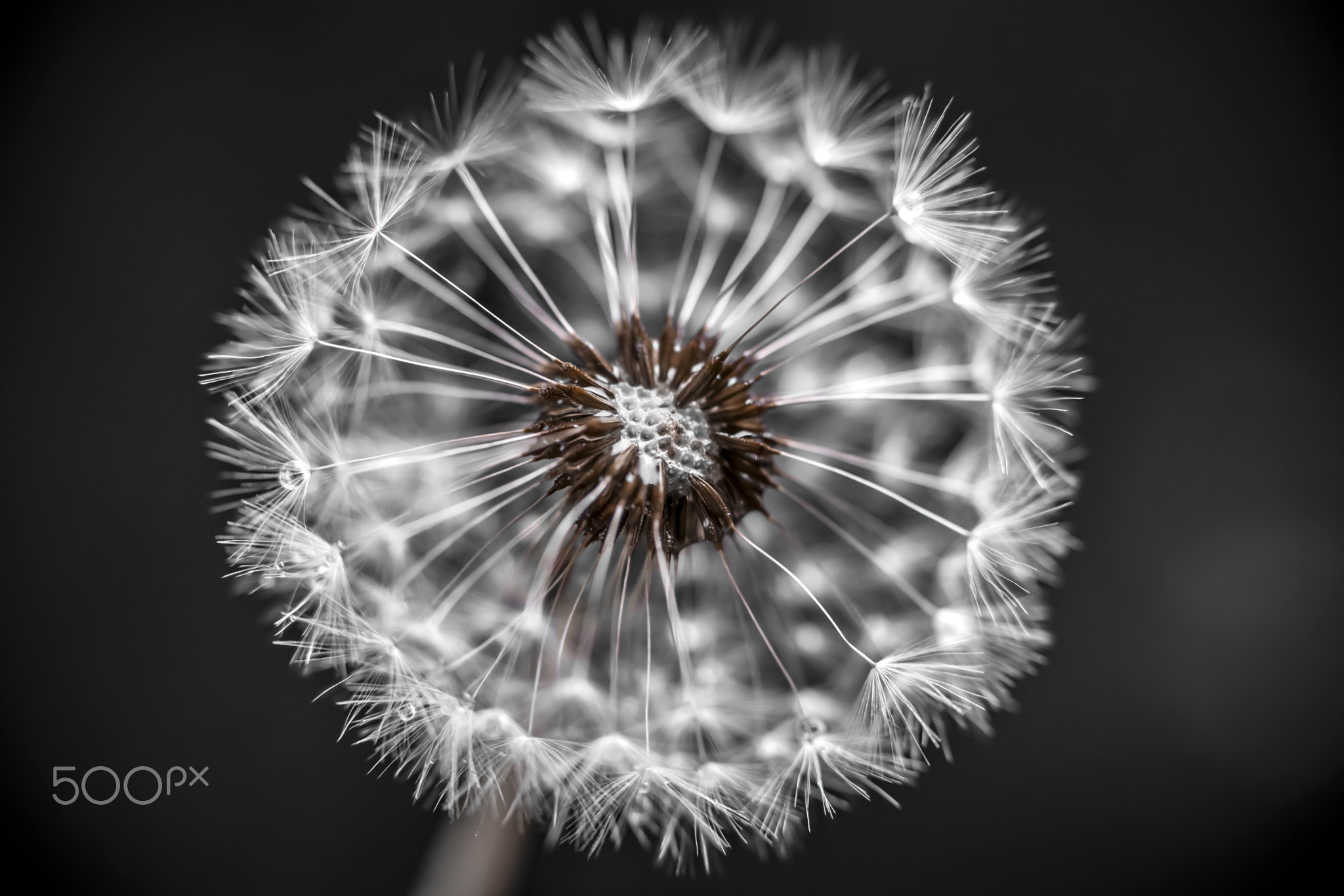 Dandelion closeup