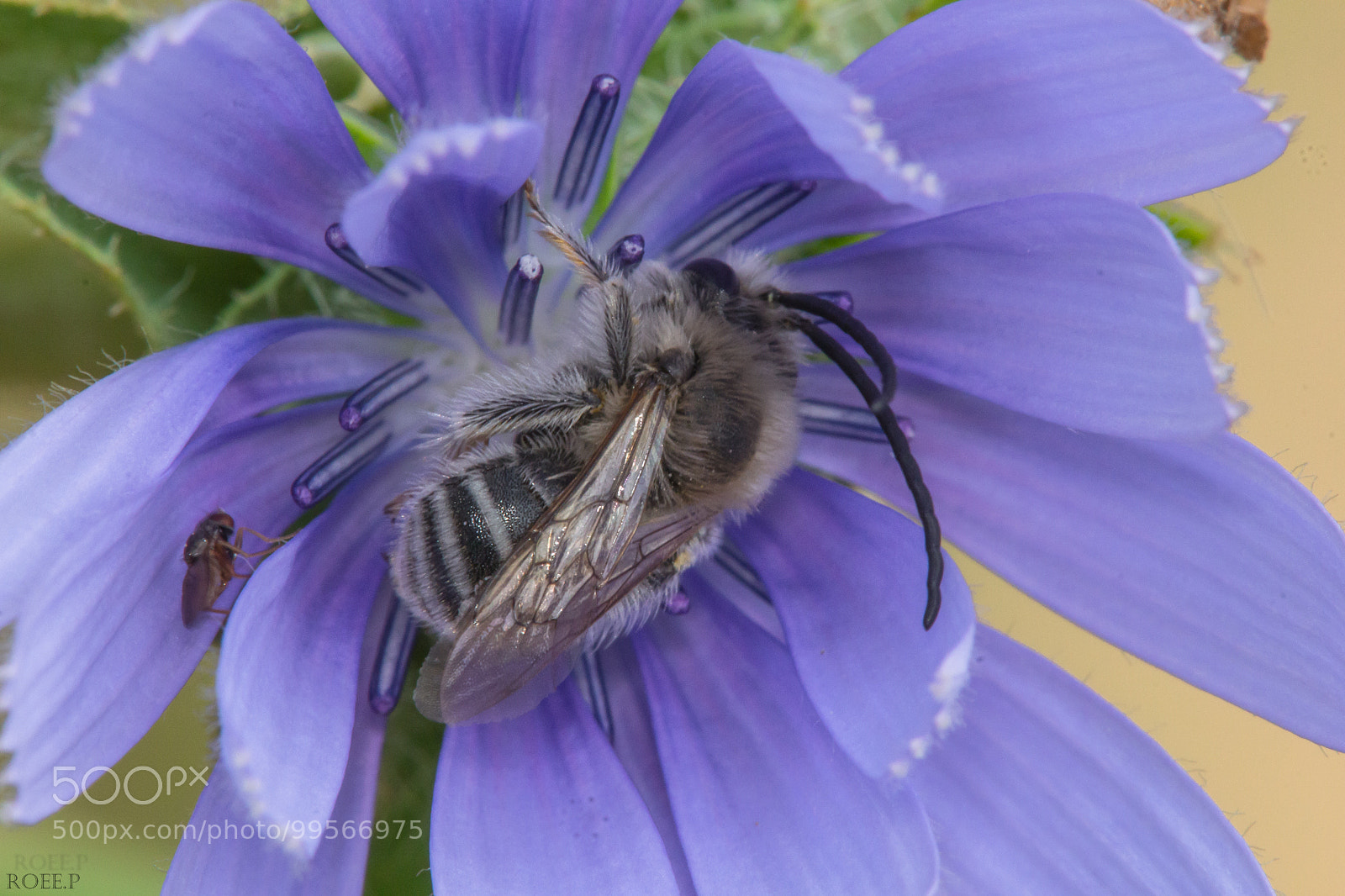 Canon EOS 60D sample photo. Eucera bee photography
