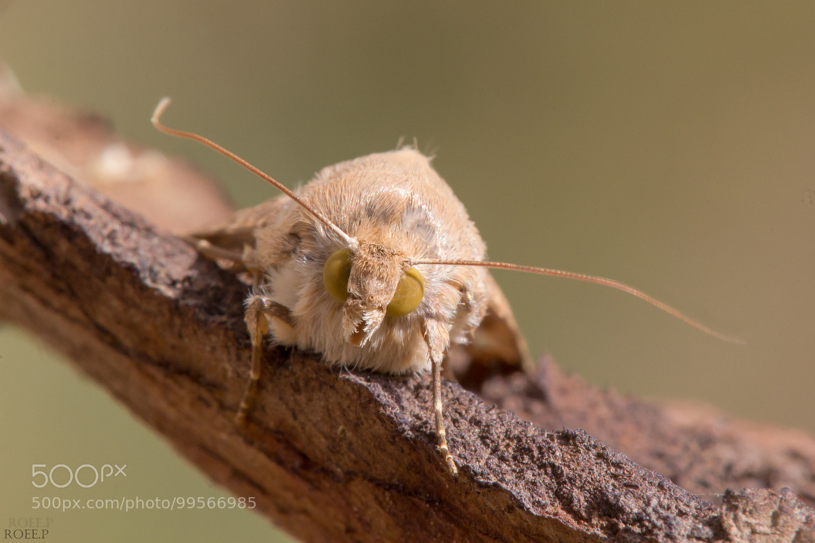 Canon EOS 60D sample photo. Some hairy moth photography