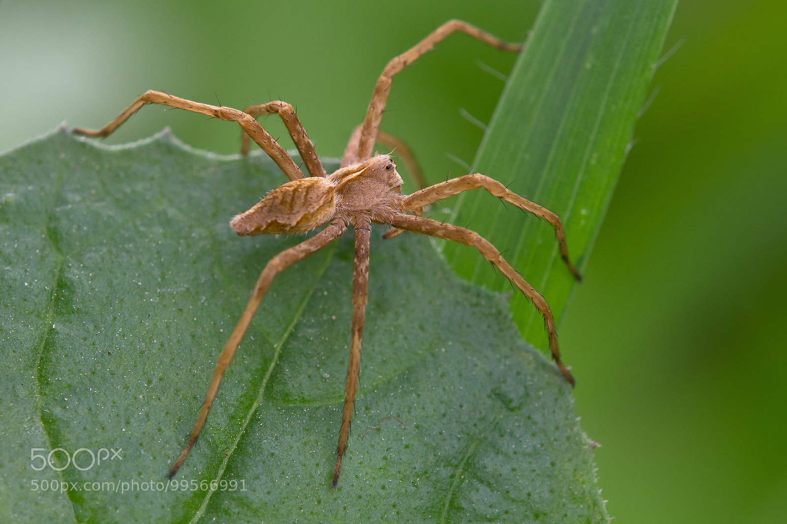 Canon EOS 1100D (EOS Rebel T3 / EOS Kiss X50) sample photo. Spider of some kind... photography