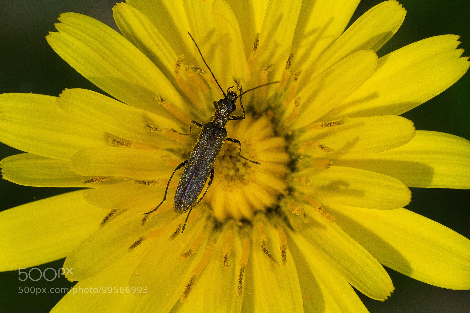 Canon EOS 1100D (EOS Rebel T3 / EOS Kiss X50) sample photo. Oedemeridae beetle photography