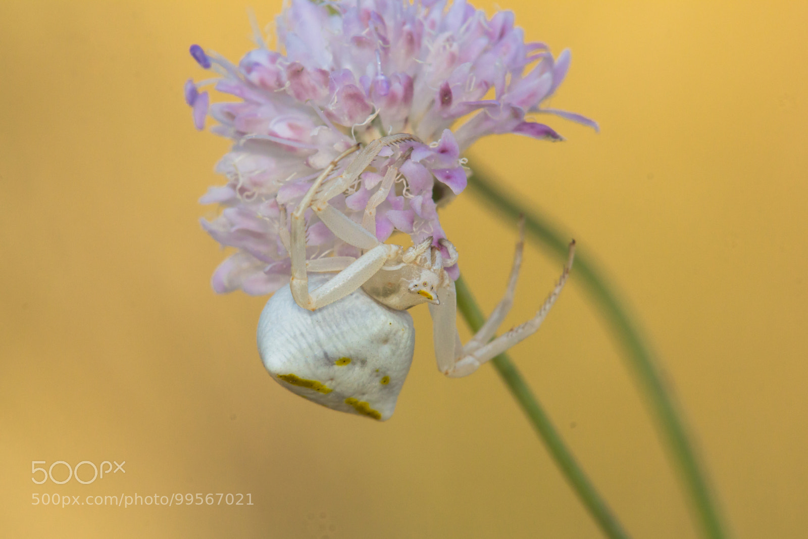 Canon EOS 60D sample photo. Crab spider on jaffa photography