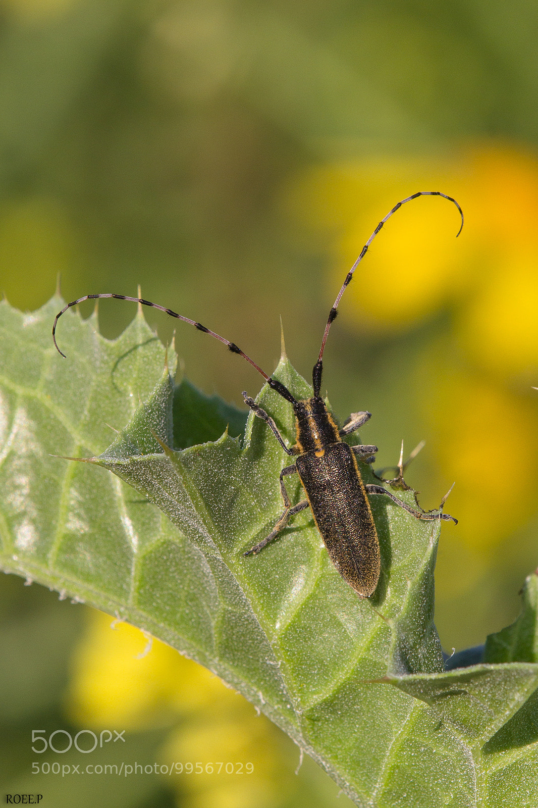 Canon EOS 60D sample photo. Longhorn photography