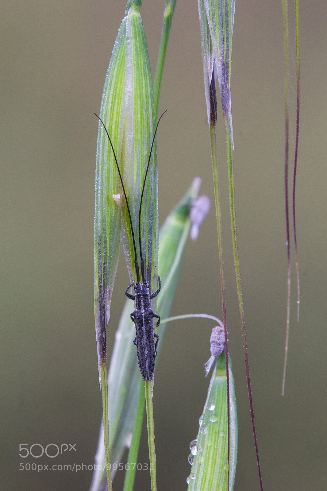 Canon EOS 60D sample photo. Calamobius filum photography