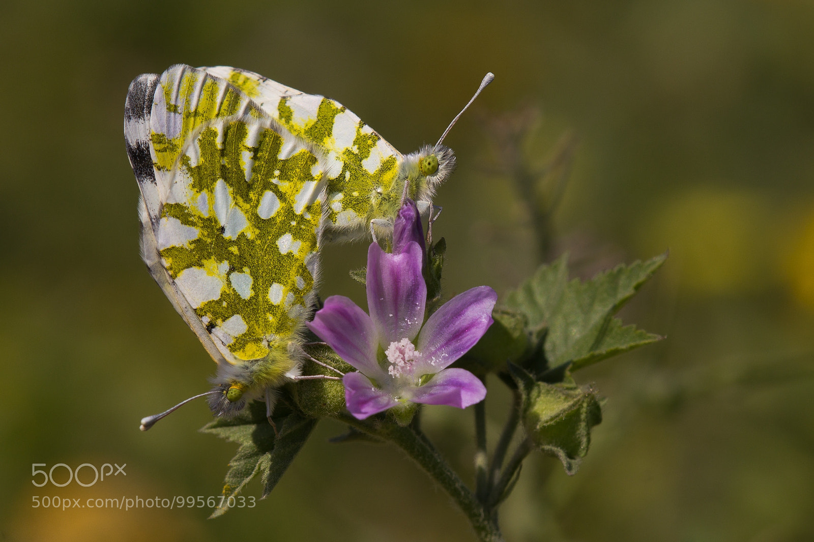 Canon EOS 60D sample photo. Eastern dappled white photography