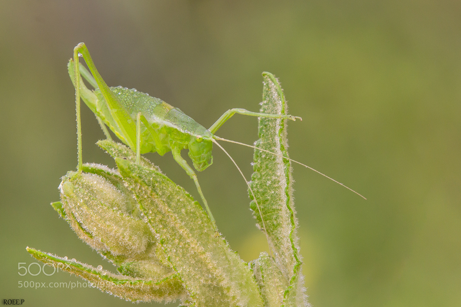 Canon EOS 60D sample photo. Isophya savignyi photography