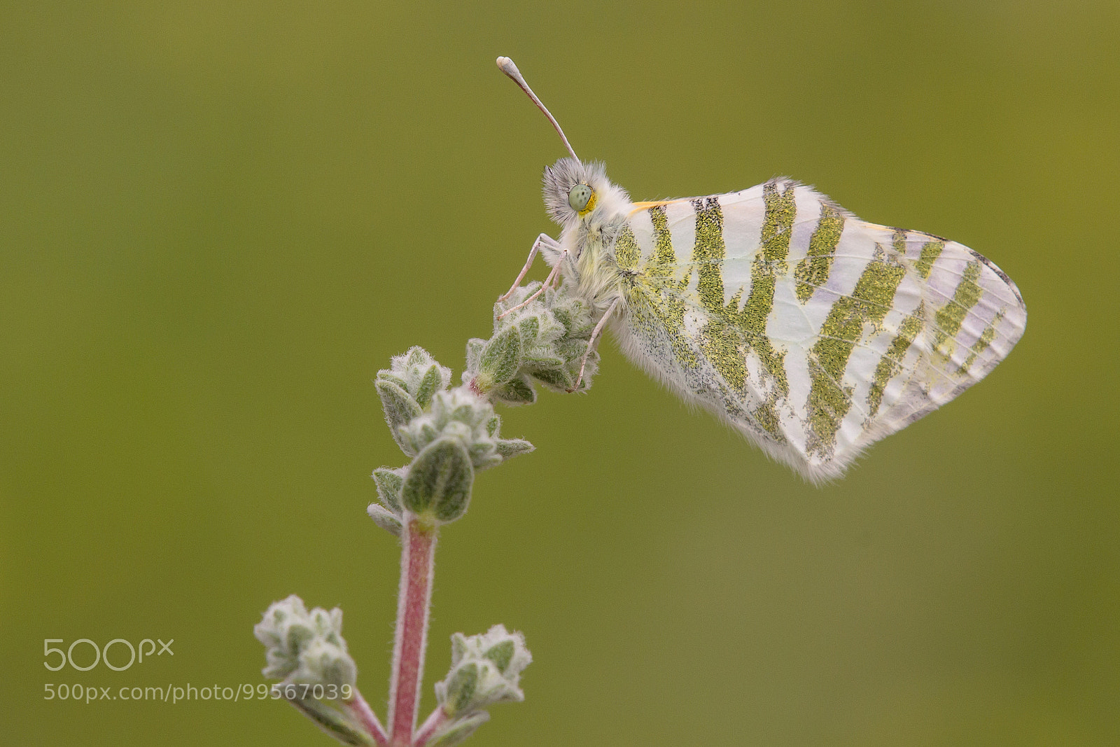 Canon EOS 60D sample photo. Green striped white photography