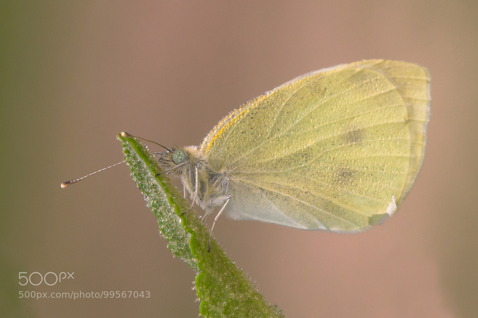 Canon EOS 60D sample photo. Large white photography