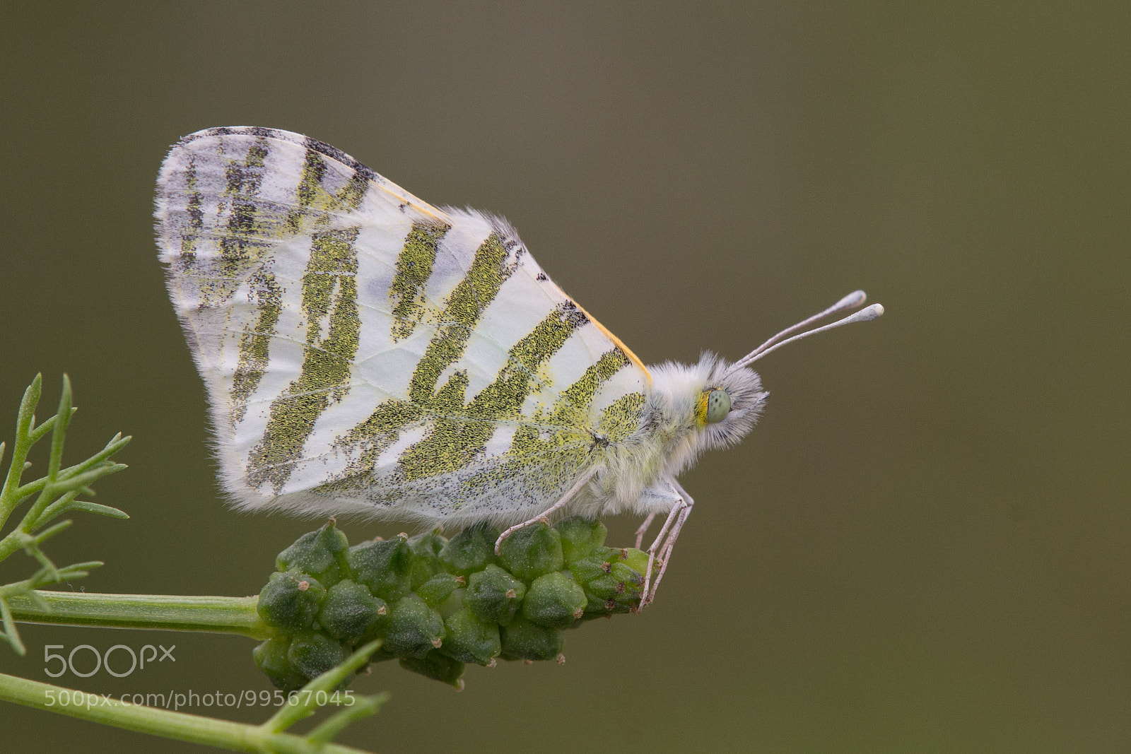 Canon EOS 60D sample photo. Green-striped white photography