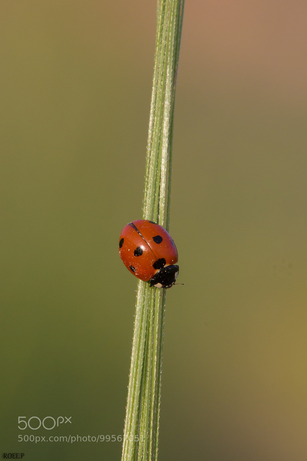 Canon EOS 60D sample photo. C7 photography