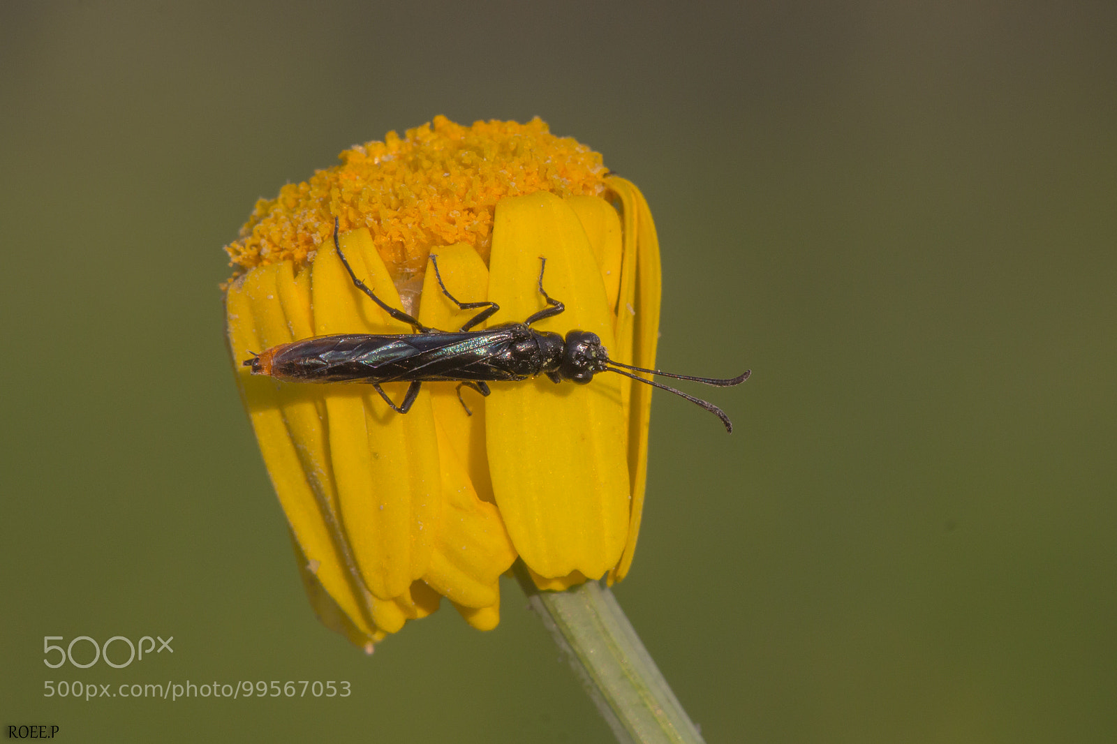 Canon EOS 60D sample photo. A wasp of some photography