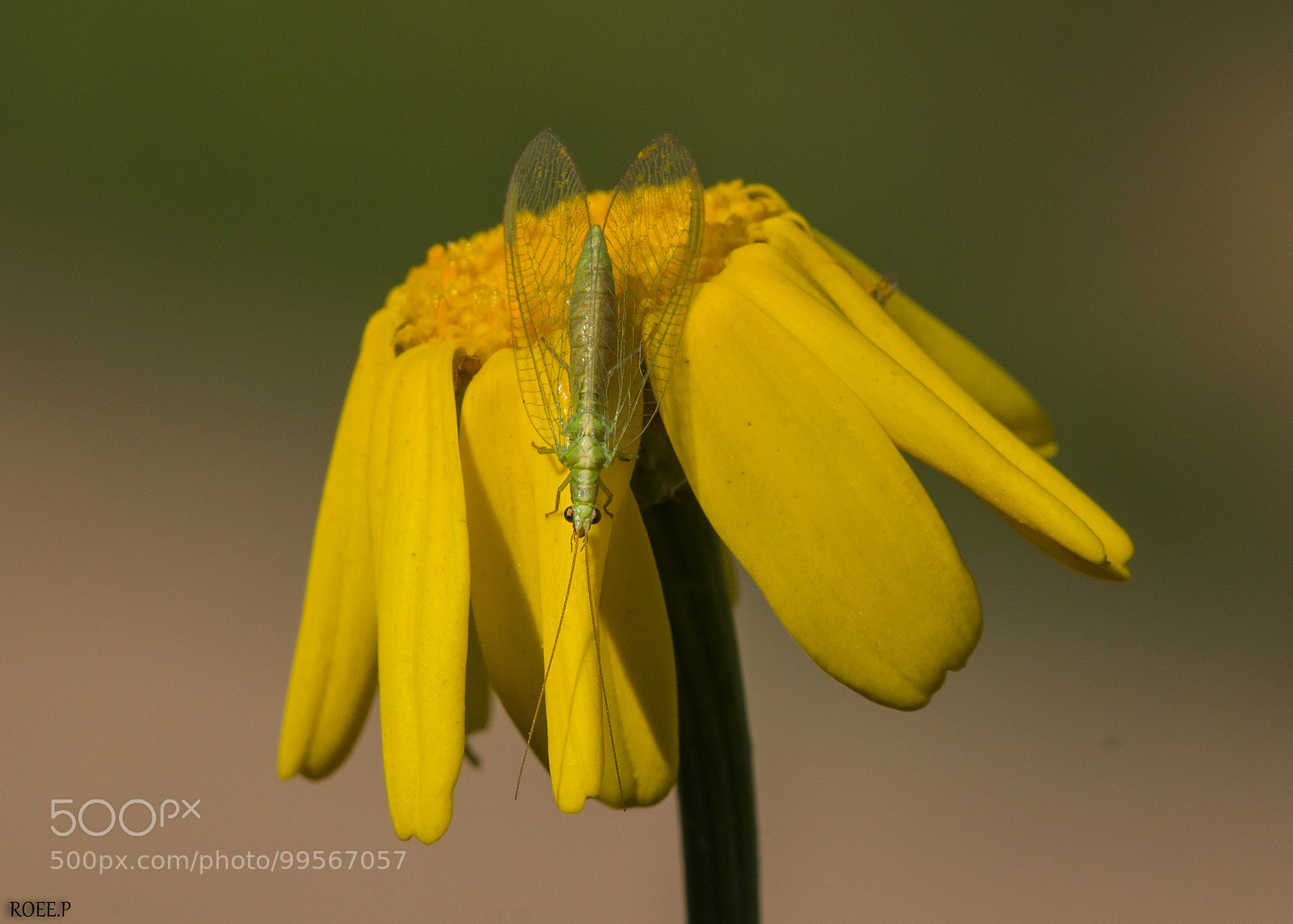 Canon EOS 60D sample photo. Chrysoperla carnea photography