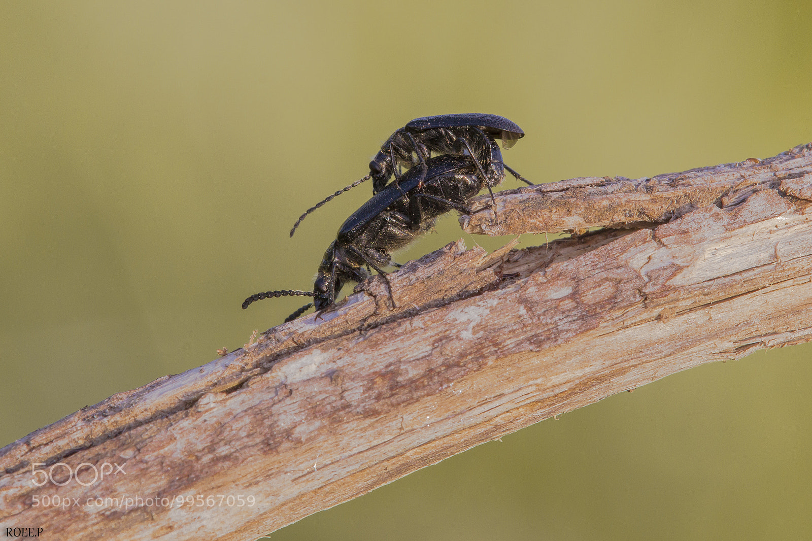 Canon EOS 60D sample photo. Making out of beetles photography