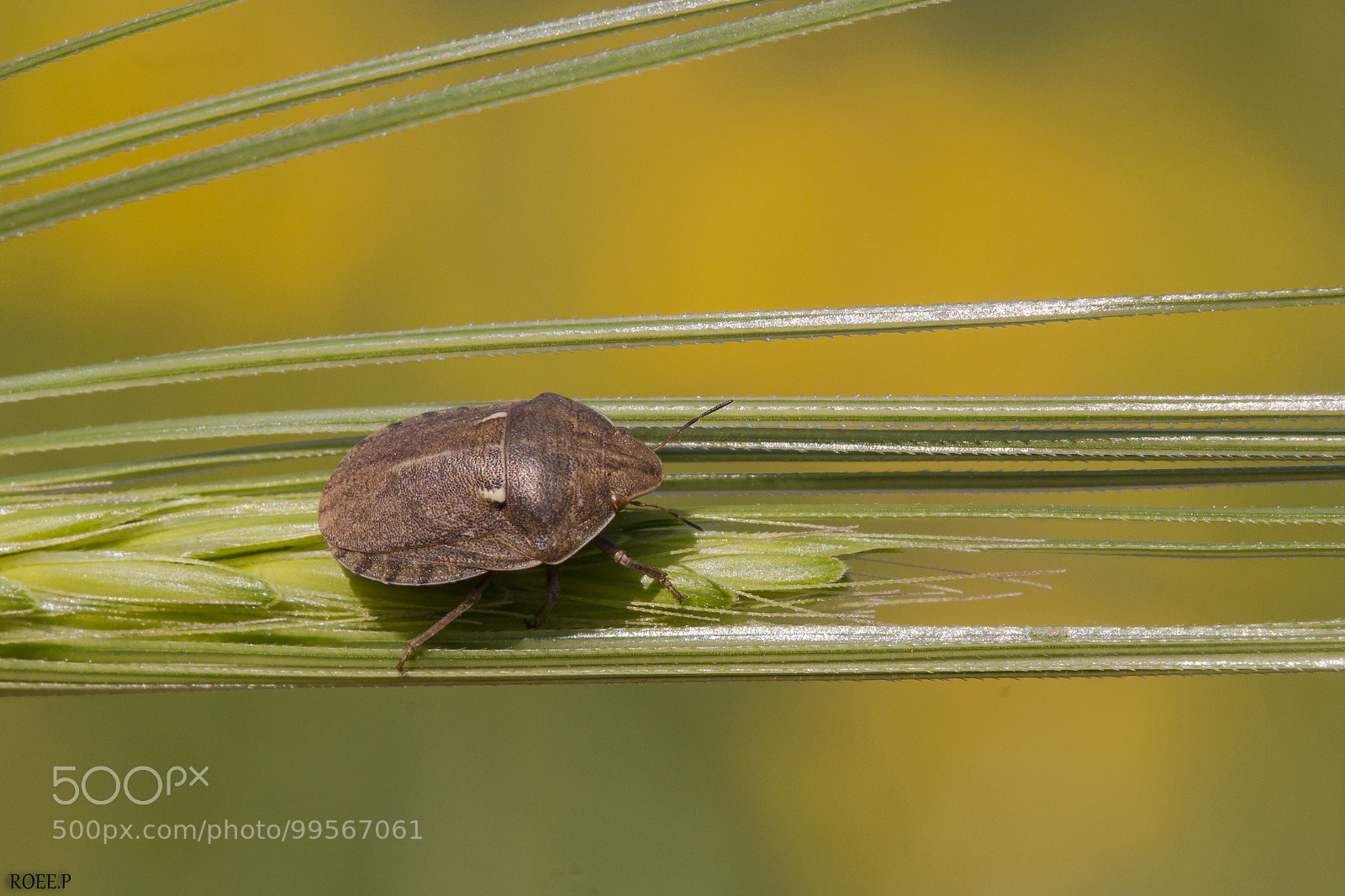 Canon EOS 60D sample photo. Corn bug photography