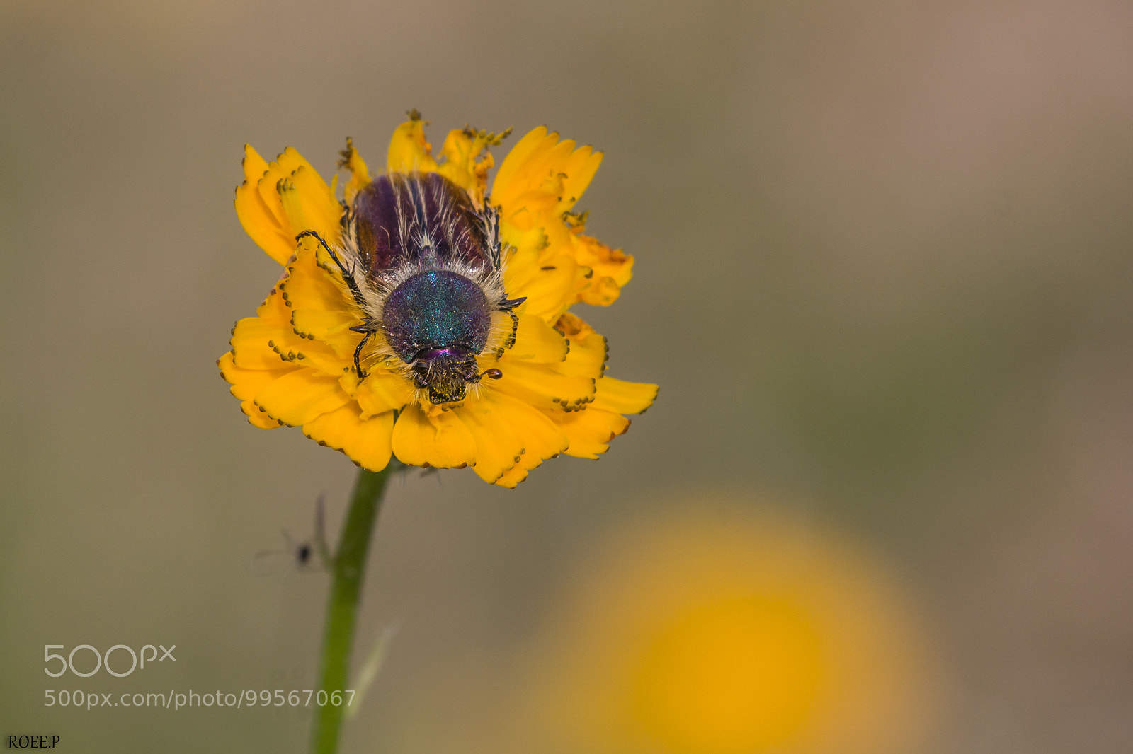 Canon EOS 60D sample photo. Bumble bee scarab beetle photography