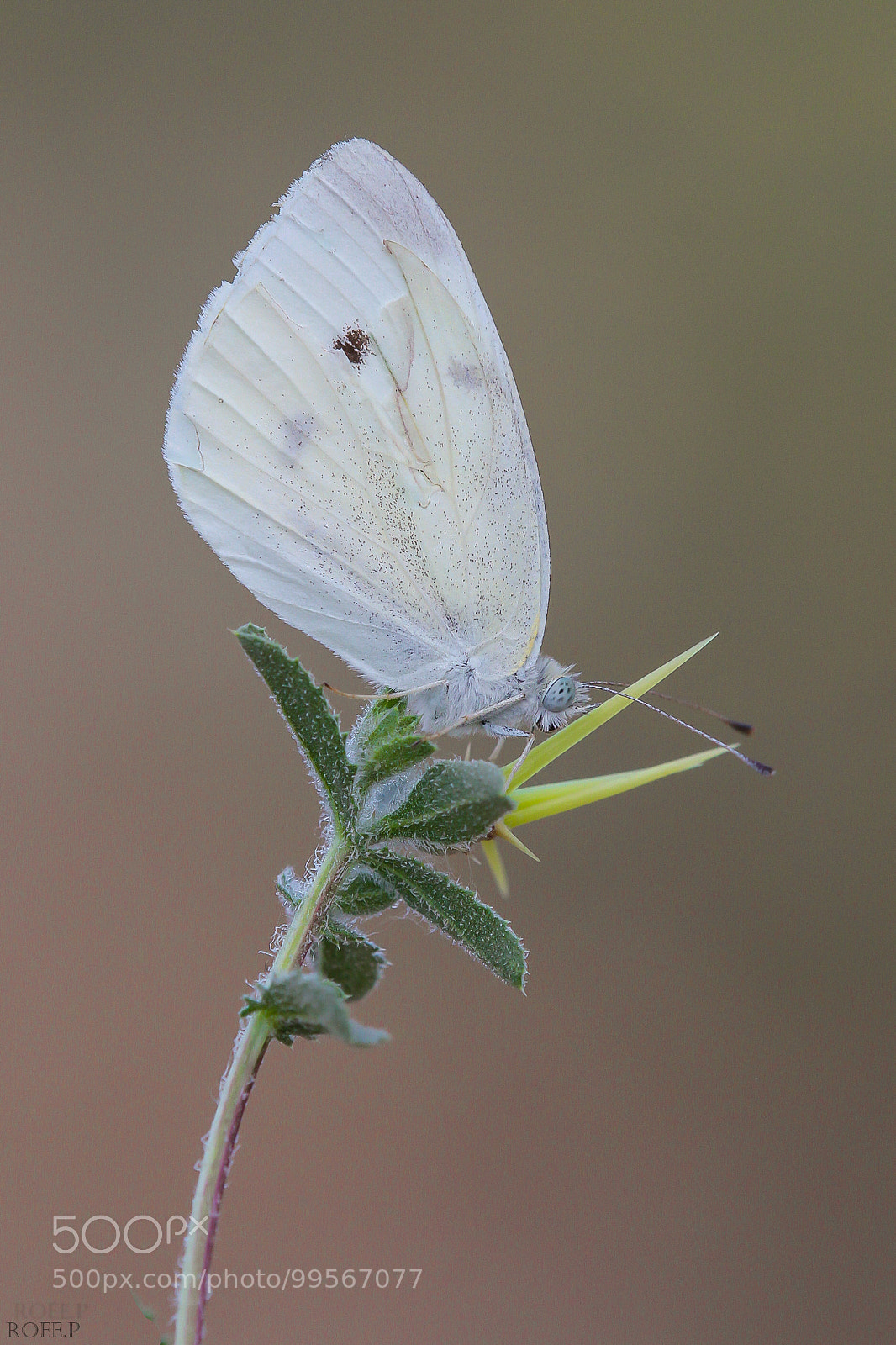 Canon EOS 60D sample photo. The large white cabbage photography