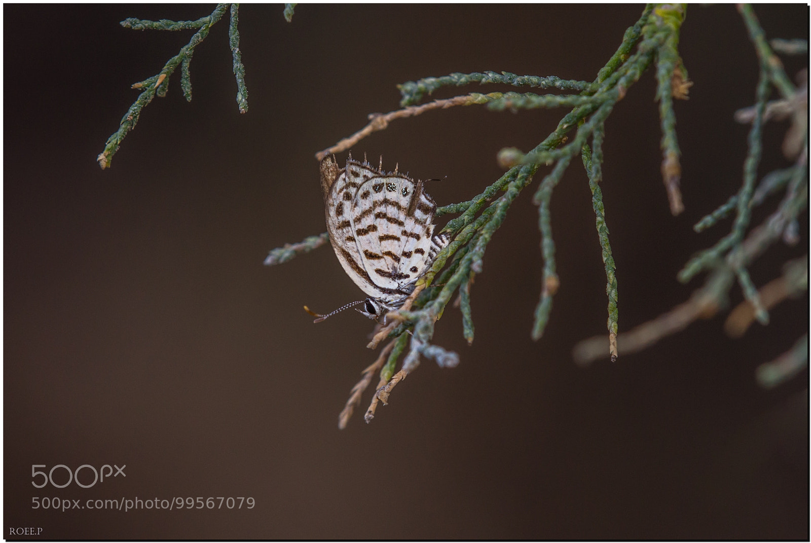 Canon EOS 60D sample photo. The mediterranean tiger blue photography