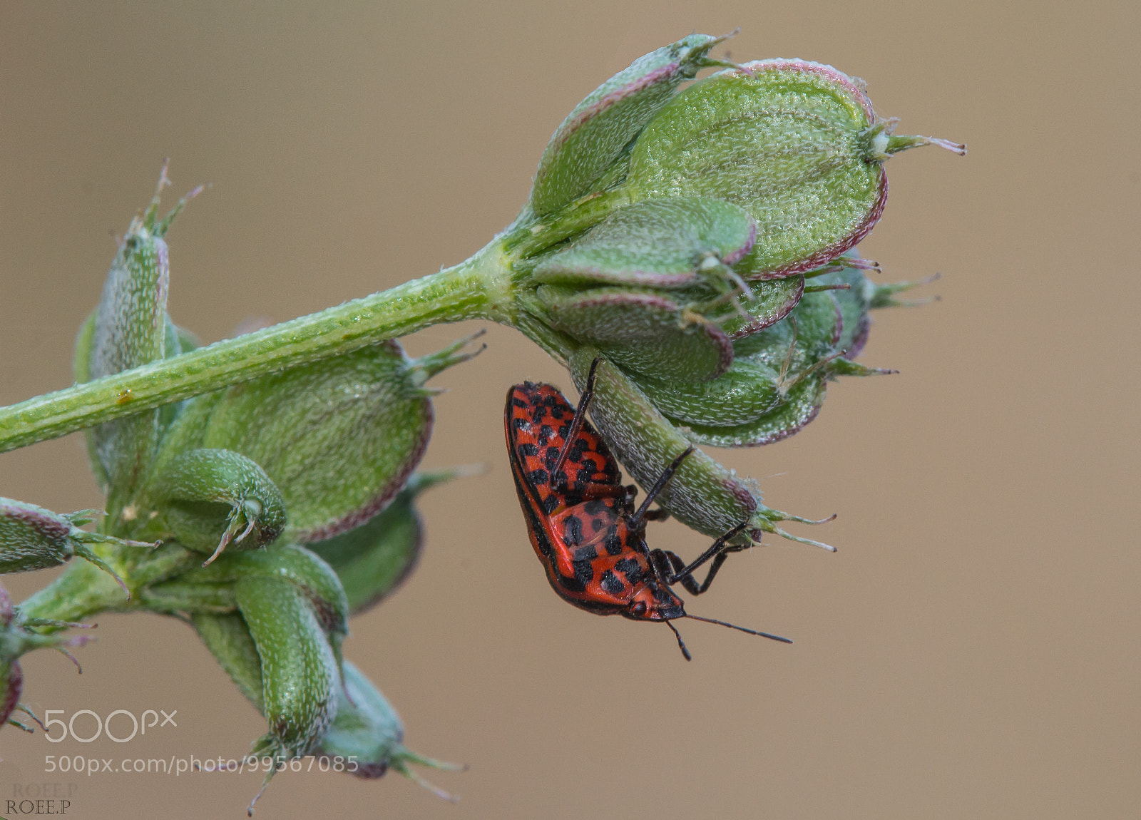 Canon EOS 60D sample photo. Shield bug photography