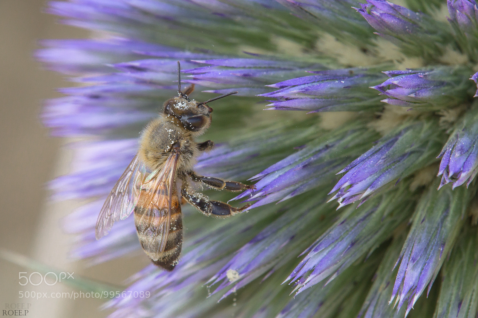 Canon EOS 60D sample photo. Honey bee on a photography