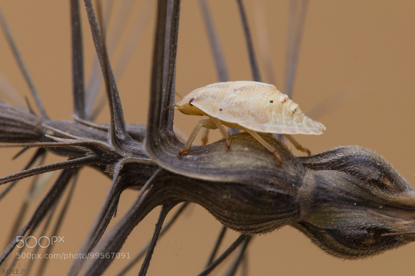 Canon EOS 60D sample photo. Young shield bug photography