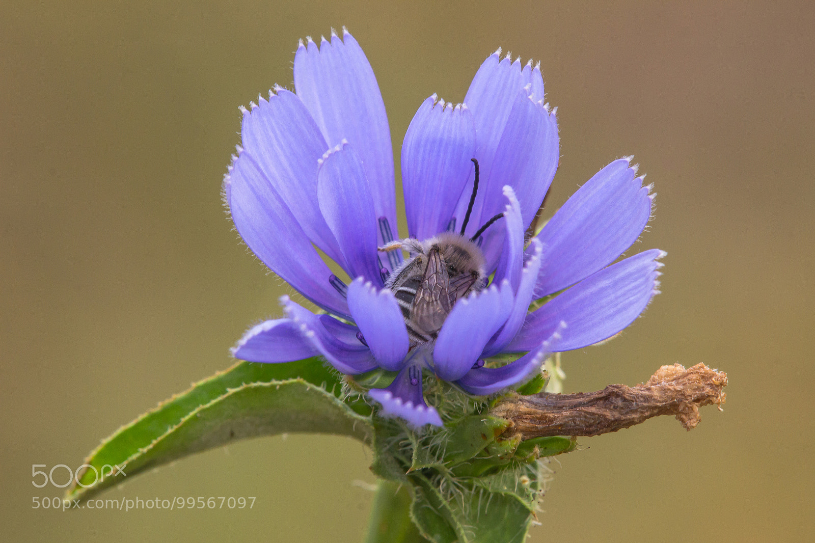 Canon EOS 60D sample photo. Solitary bee sleeping in photography