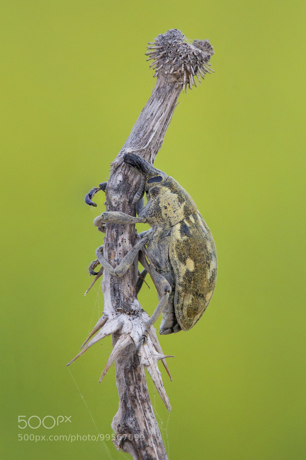 Canon EOS 60D sample photo. Larinus onopordi photography