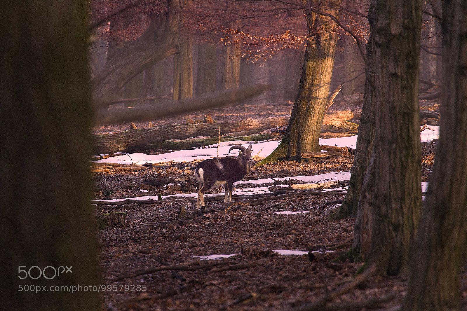 Canon EOS 7D sample photo. Goat photography