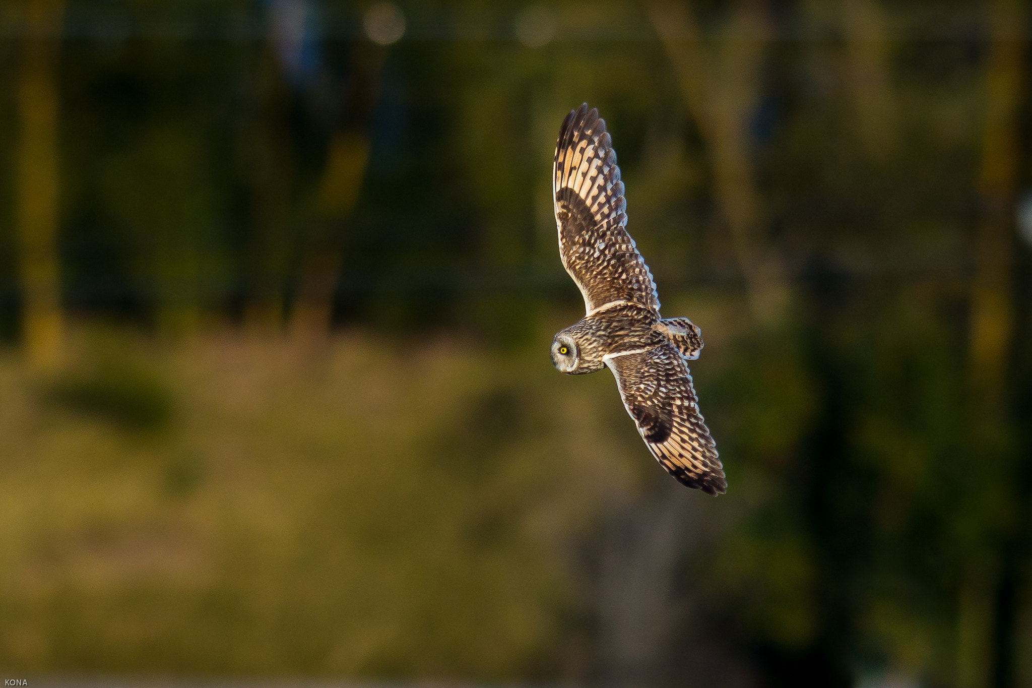 Nikon AF-S Nikkor 400mm F2.8G ED VR II sample photo. Komimi photography