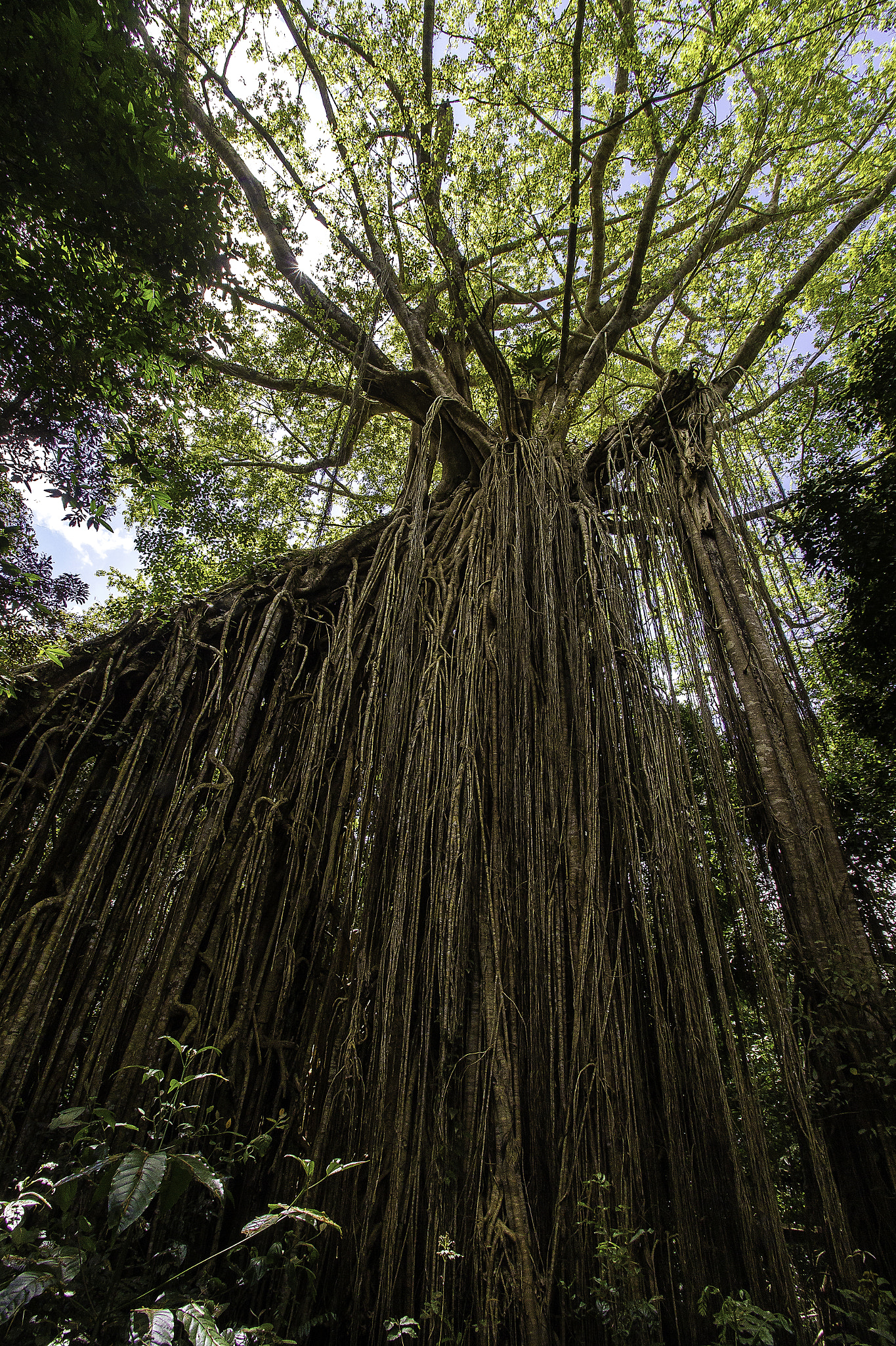 mega fig tree in rainforest