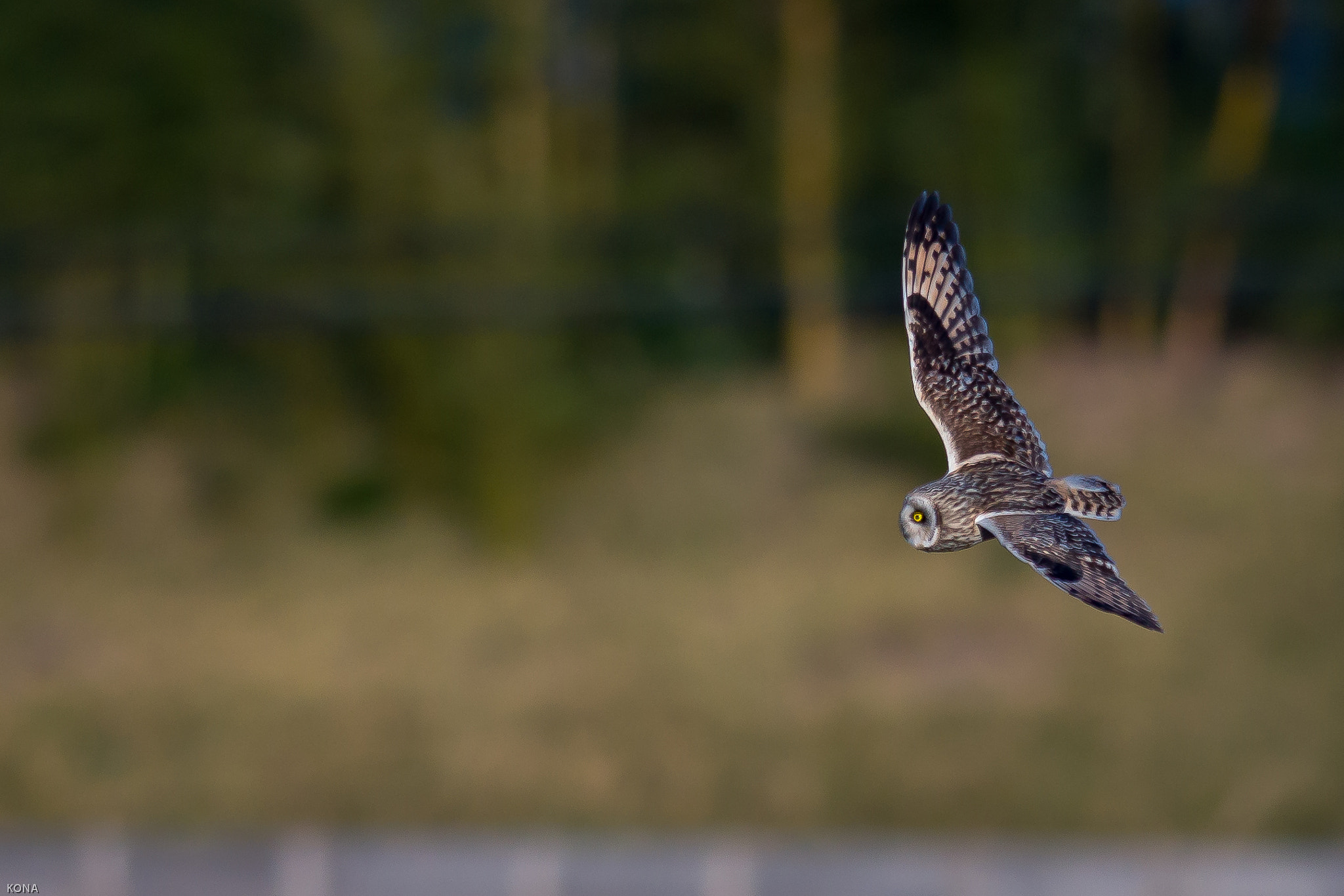 Nikon AF-S Nikkor 400mm F2.8G ED VR II sample photo. Komimi photography
