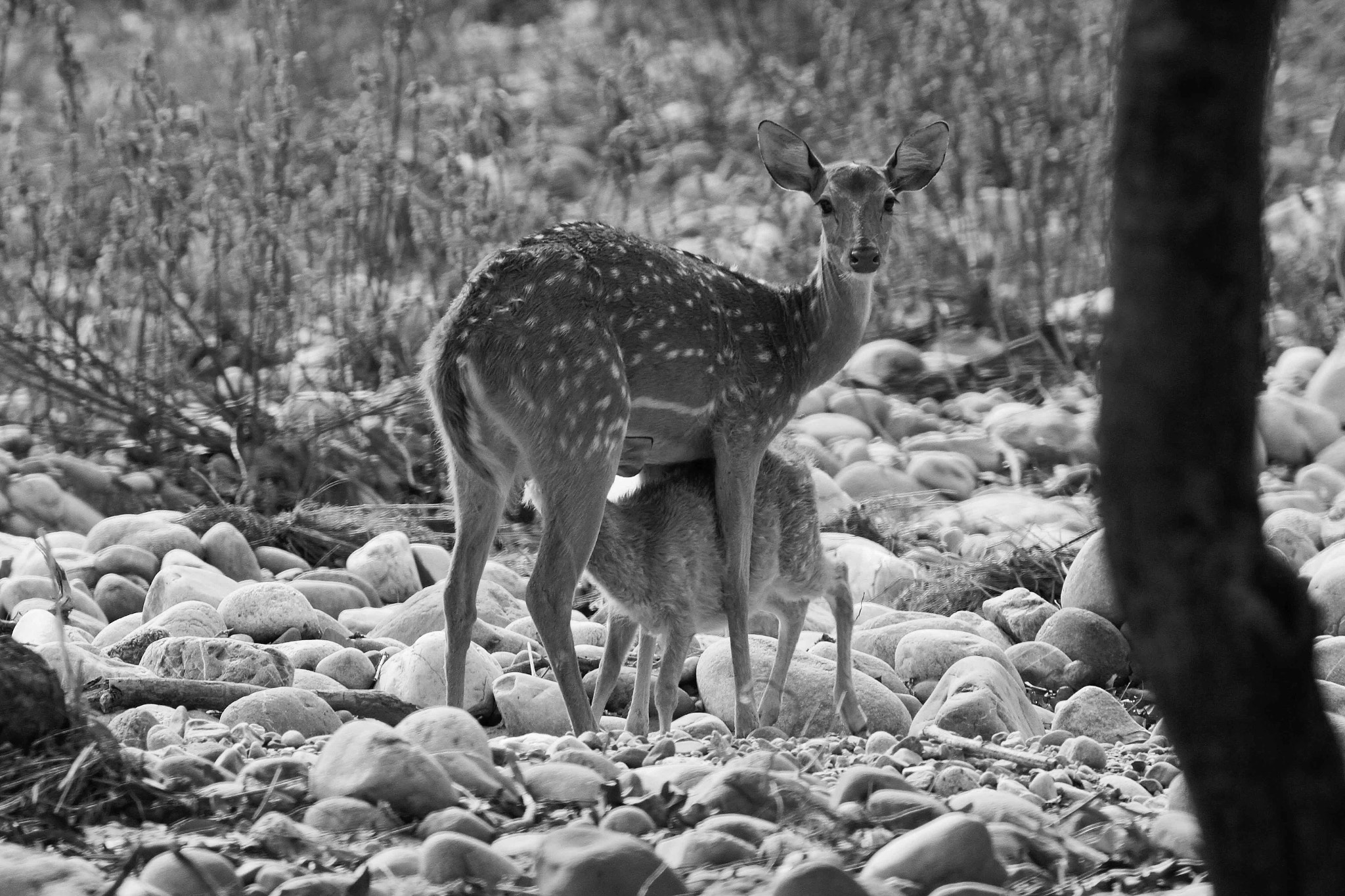 Suckling Fawn