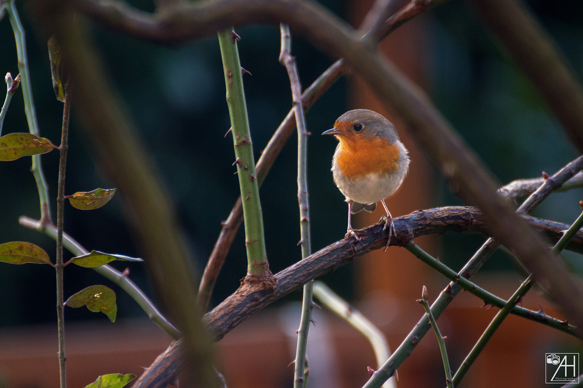 Cude little robin