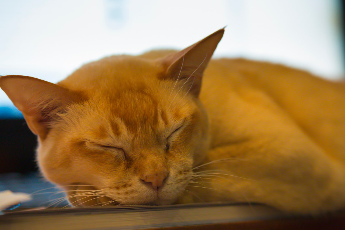 Osh Cat with new Canon Lens 100-400 IS USM II