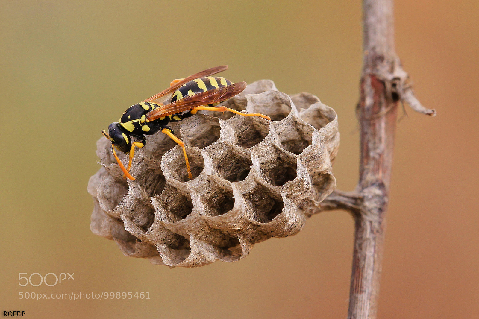 Canon EOS 1100D (EOS Rebel T3 / EOS Kiss X50) sample photo. European paper wasp photography