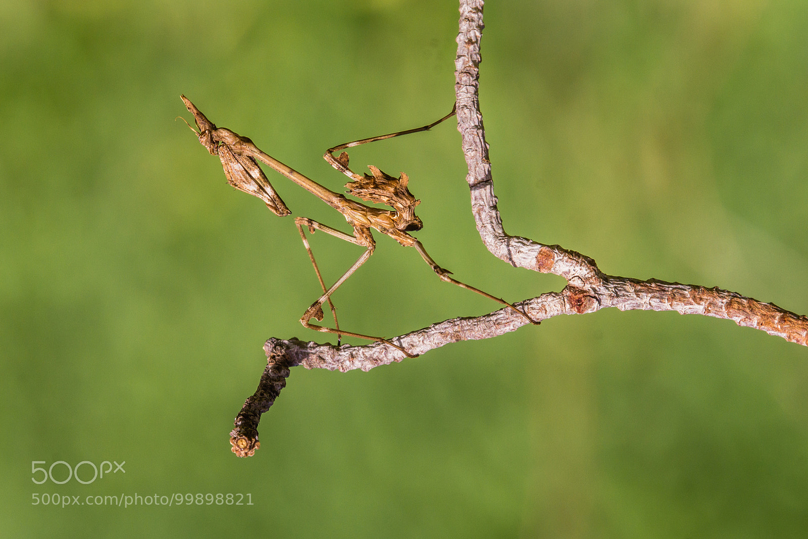 Canon EOS 60D sample photo. Praying mantis (genus empusa) photography
