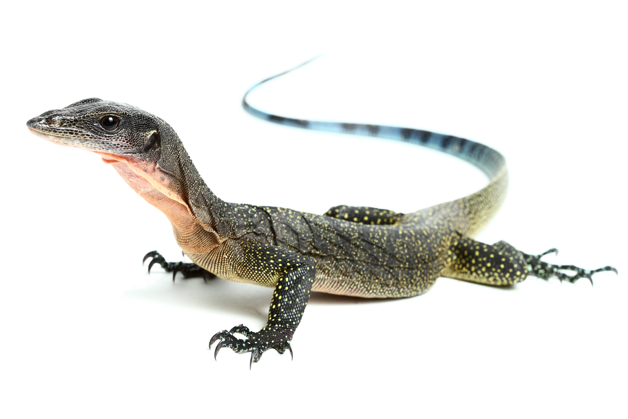 Varanus jobiensis by Mickaël Léger / 500px