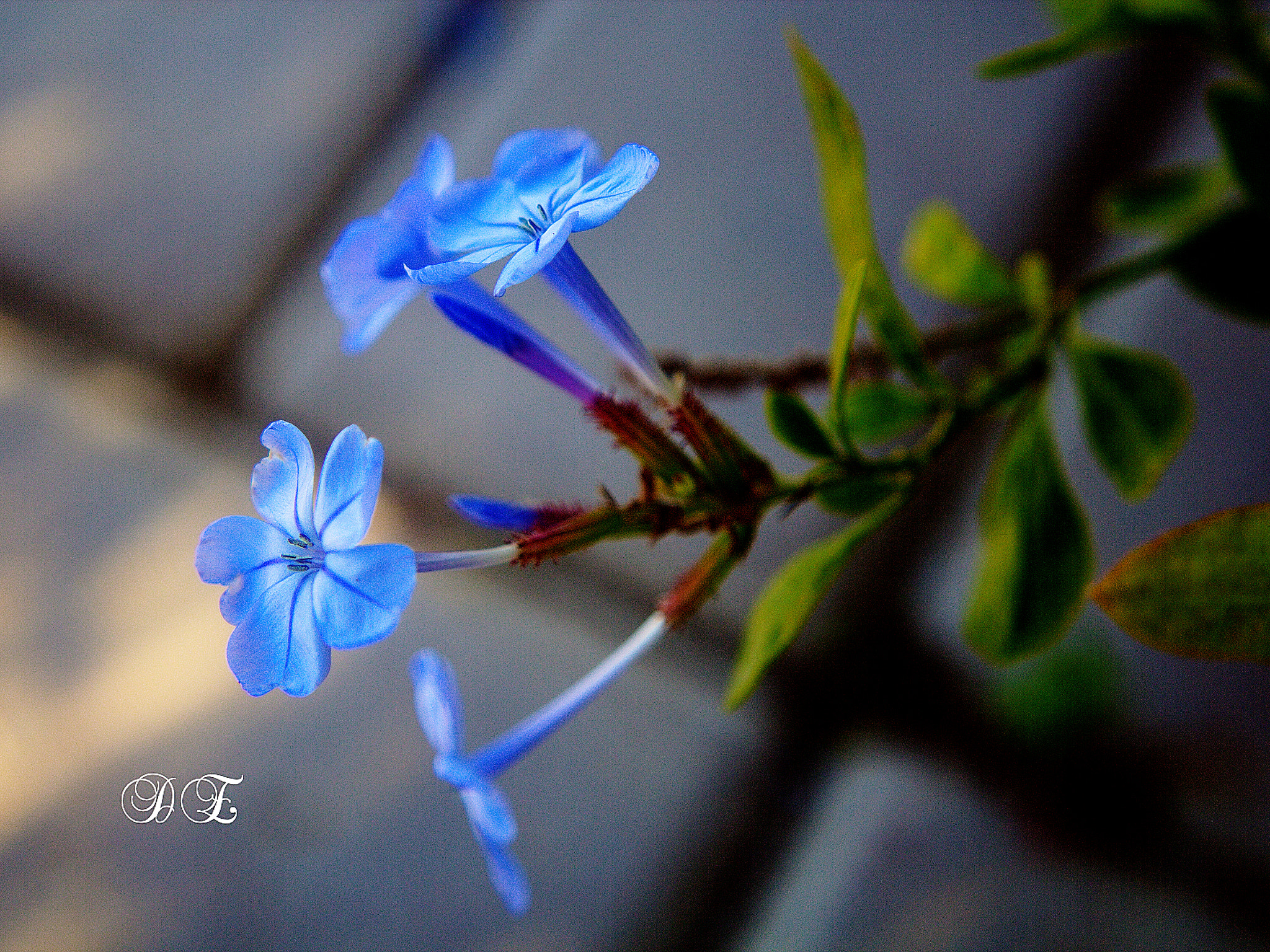 Blue Flower